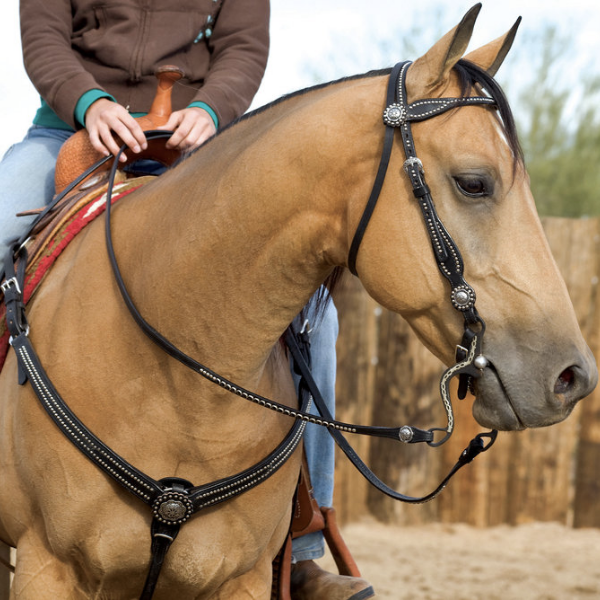 7 Musts to Get Your Horse Ready for Springtime Showing