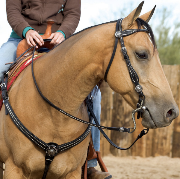 7 Musts to Get Your Horse Ready for Springtime Showing