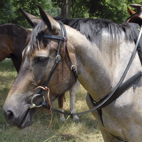 Dry and Light: Leather Care Tips for Horse Tack