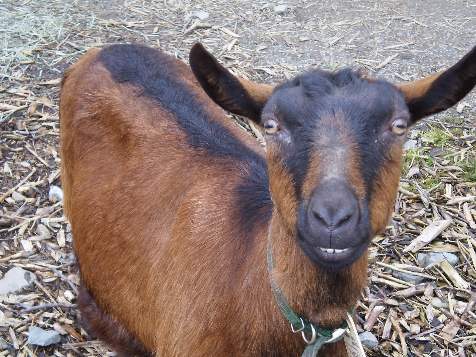 10 Little Known Facts About Goats