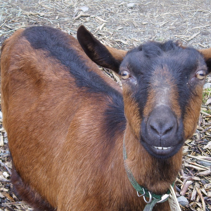 10 Little Known Facts About Goats