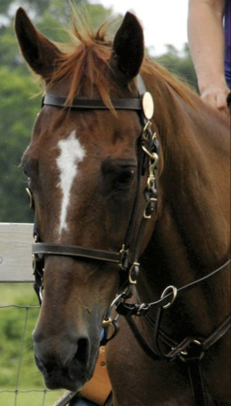 What is a bridle? PLUS 7 ultimate bridle types