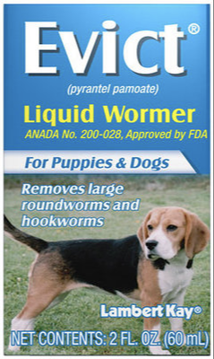 Identification and Prevention of Worms in Dogs