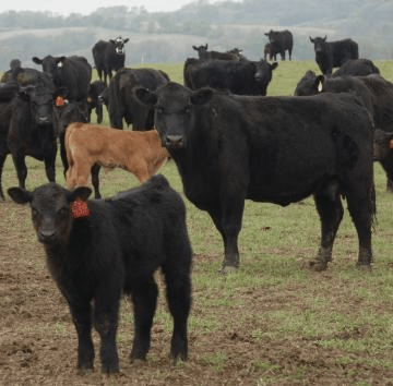 5 Tips for Healthy Calves - Guest Post - Jeffers