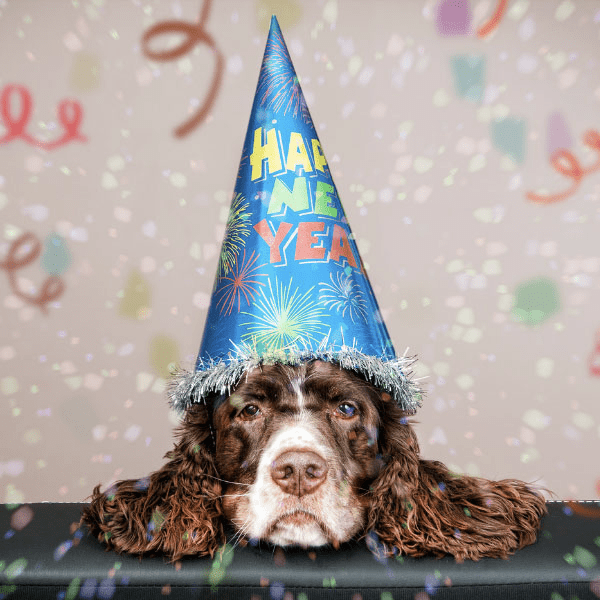 7 New Year's Resolutions for Your Dog - Jeffers