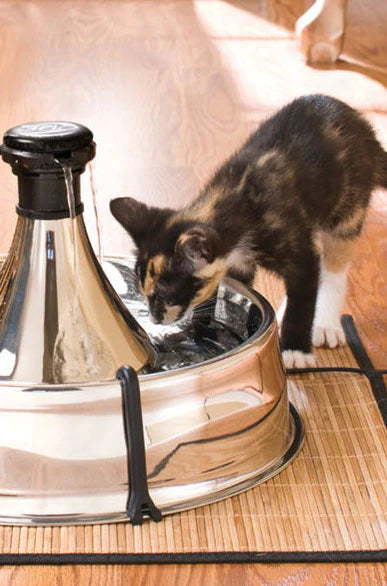 How to Train Your Cat to Drink From a Cat Water Fountain