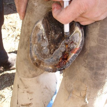 A Good Farrier will Save Your Horses