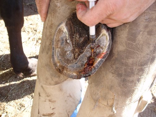 A Good Farrier will Save Your Horses