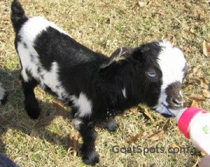 Bottle Feeding a Baby Goat 101 - Jeffers