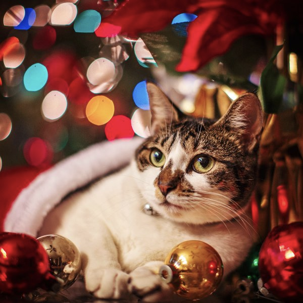 Top 10 Gifts for Cat Lovers