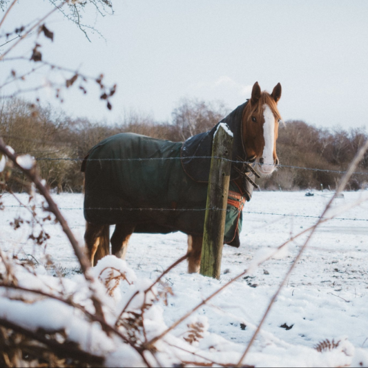 When to Blanket a Horse: Ultimate 2-Part Guide