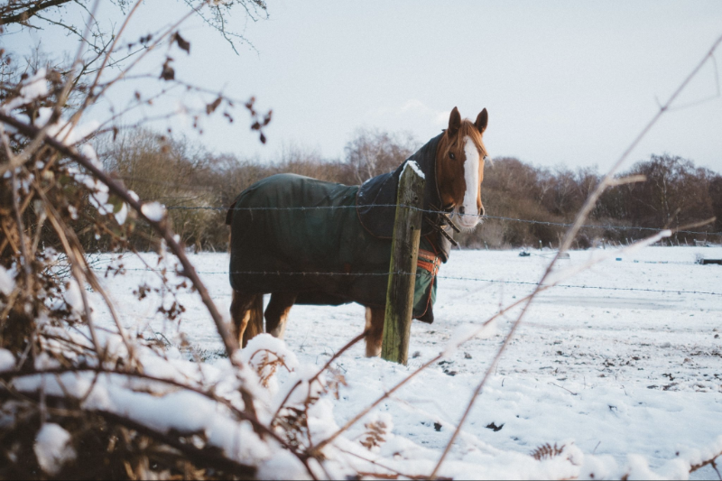 When to Blanket a Horse: Ultimate 2-Part Guide