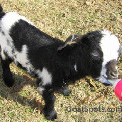 Bottle Feeding a Baby Goat 101