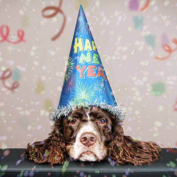 7 New Year's Resolutions for Your Dog