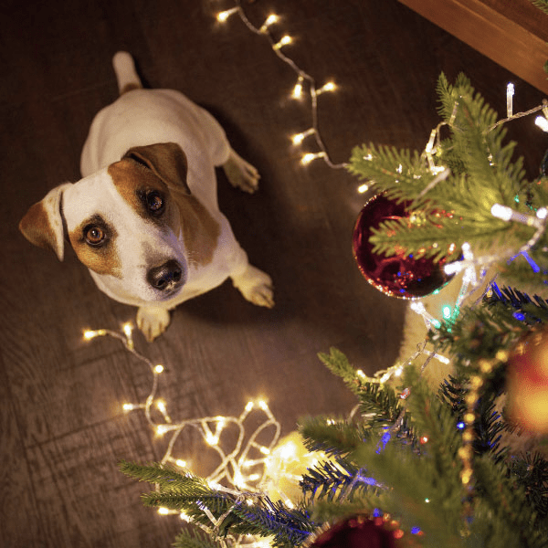 Holiday Hazards for Pets - Jeffers