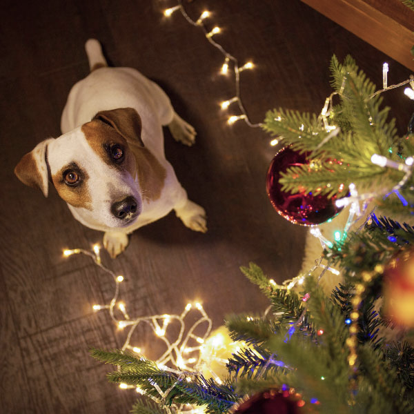 Holiday Hazards for Pets