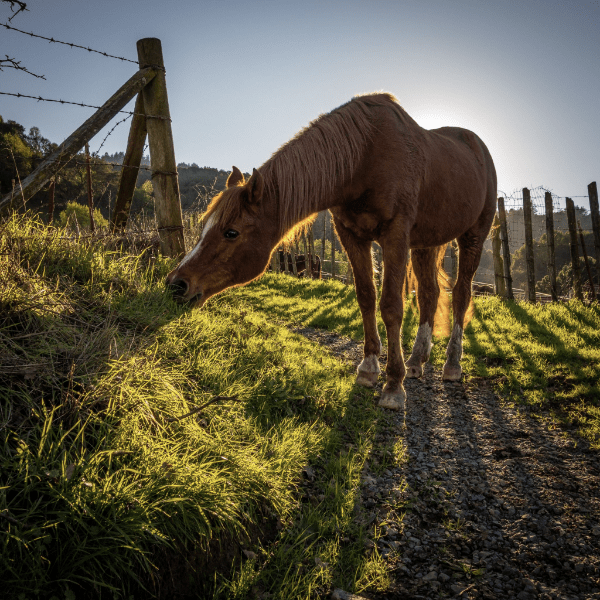 How to Safely and Effectively Give Paste Dewormer to Your Horse - Jeffers