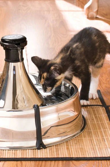 How to Train Your Cat to Drink From a Cat Water Fountain - Jeffers