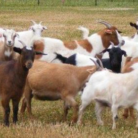 Mites On Goats