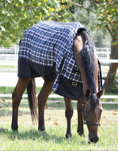 How to measure a horse for a blanket in 4 easy steps