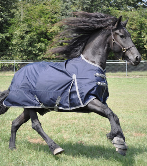 Top 10 Horse Blankets for the Winter Season