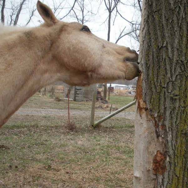 Cribbing Control: When Horses are Beavers