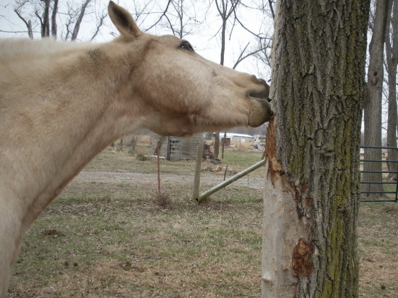 Cribbing Control: When Horses are Beavers