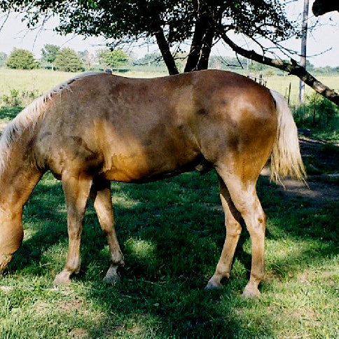 Spring Grasses Can Cause Laminitis