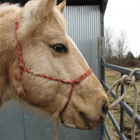 Find a Halter that Suits You and the Horse