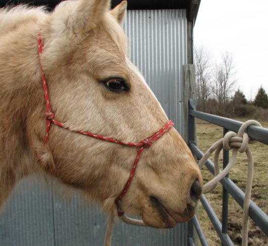 Find a Halter that Suits You and the Horse