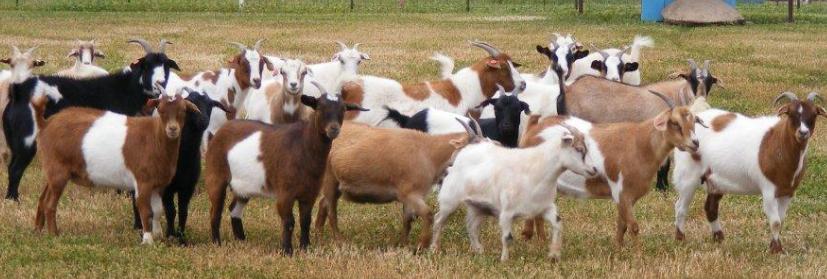 Mites On Goats - Jeffers