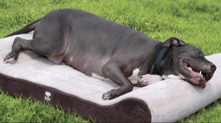 Overweight Dog Health Concerns & Prevention Tips - Jeffers