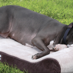 Overweight Dog Health Concerns & Prevention Tips