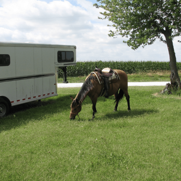 Practice Loading Your Horse like a Champ - Jeffers