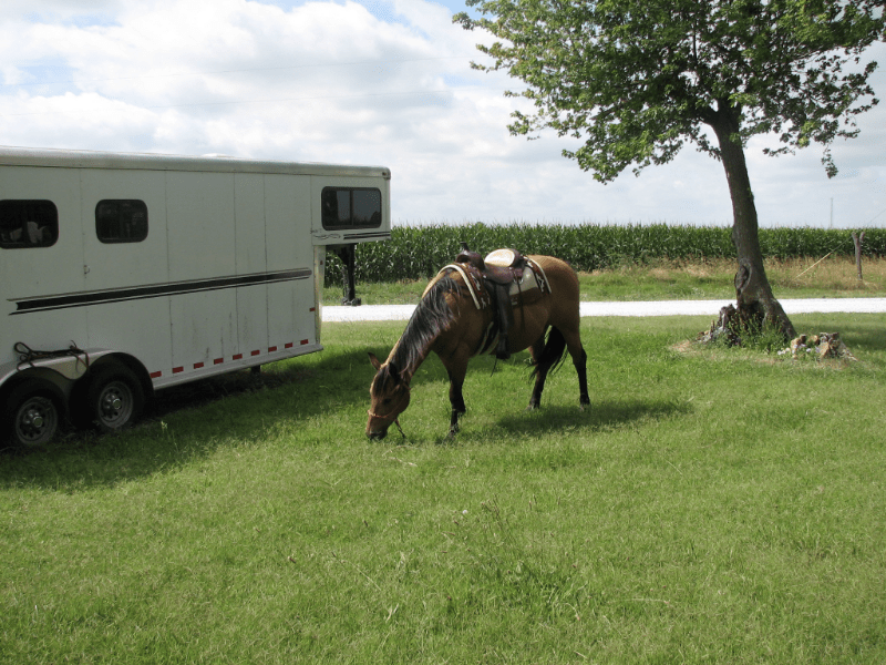 Practice Loading Your Horse like a Champ - Jeffers