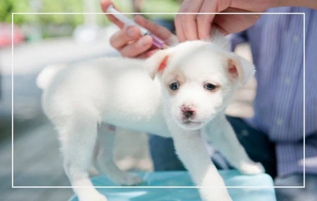 Puppy Vaccines 101: Which Shots Does my Puppy Need and When? - Jeffers