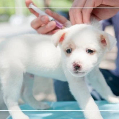 Puppy Vaccines 101: Which Shots Does my Puppy Need and When?