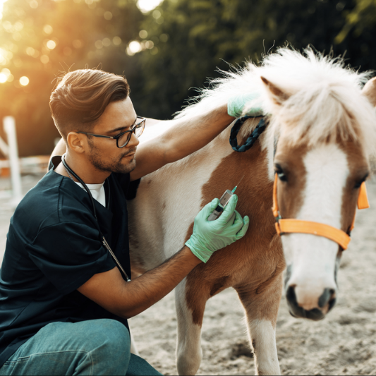 Treat Strangles in Horses & Prevent Equine Strangles