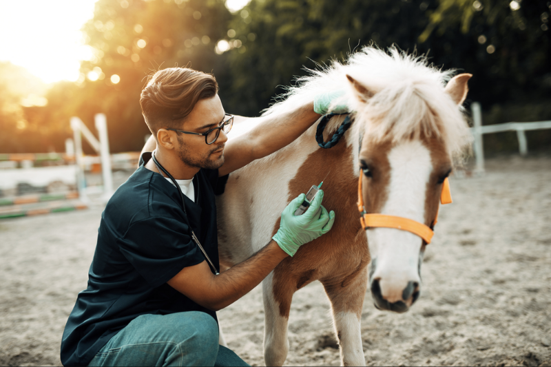 Treat Strangles in Horses & Prevent Equine Strangles