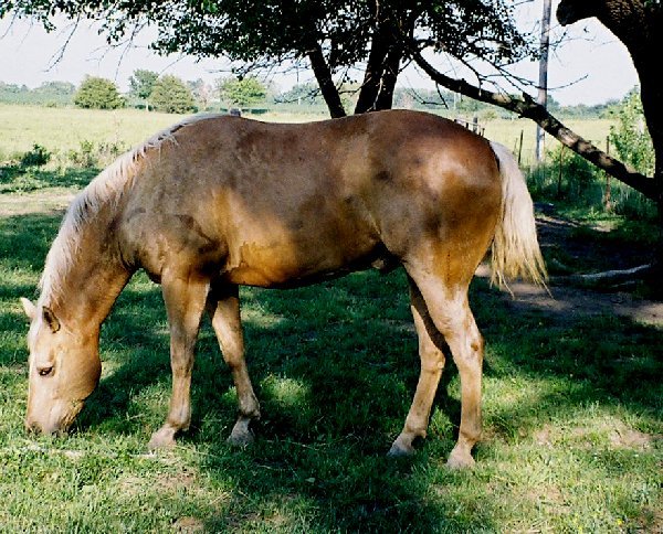 Spring Grasses Can Cause Laminitis - Jeffers