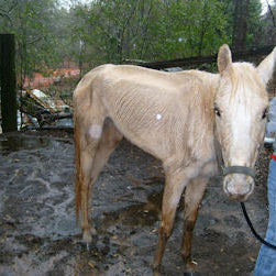 Tips for Caring for a Starving or Rescued Horse