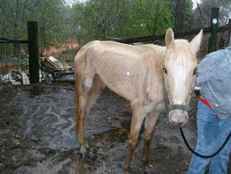 Tips for Caring for a Starving or Rescued Horse