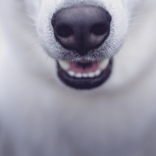 Top 3 Dog Dental Health Tips - Jeffers