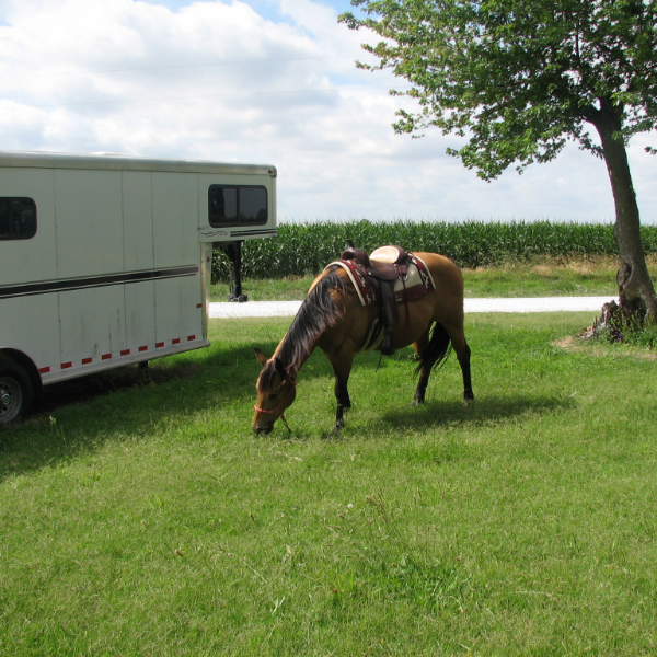 Practice Loading Your Horse like a Champ