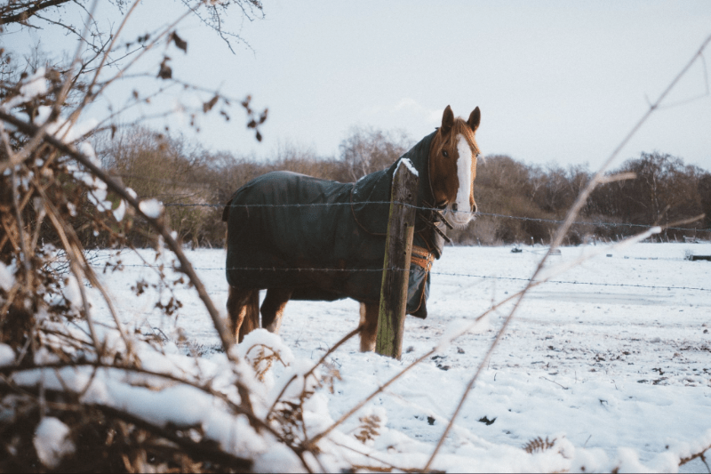 When to Blanket a Horse: Ultimate 2-Part Guide - Jeffers