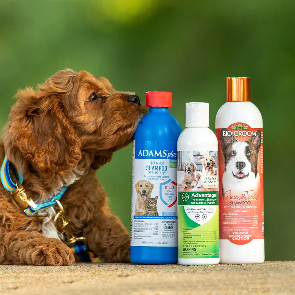 Flea and Tick Dog Shampoos