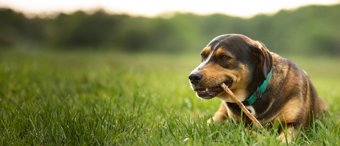 Dog Food & Dog Treats