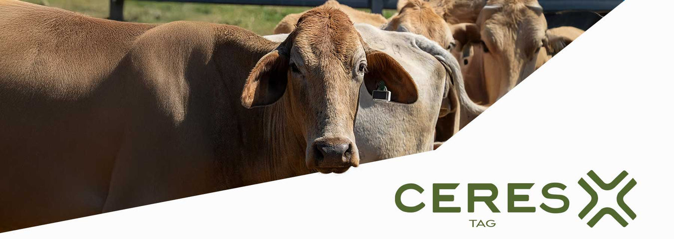 CERES RANCH - Jeffers