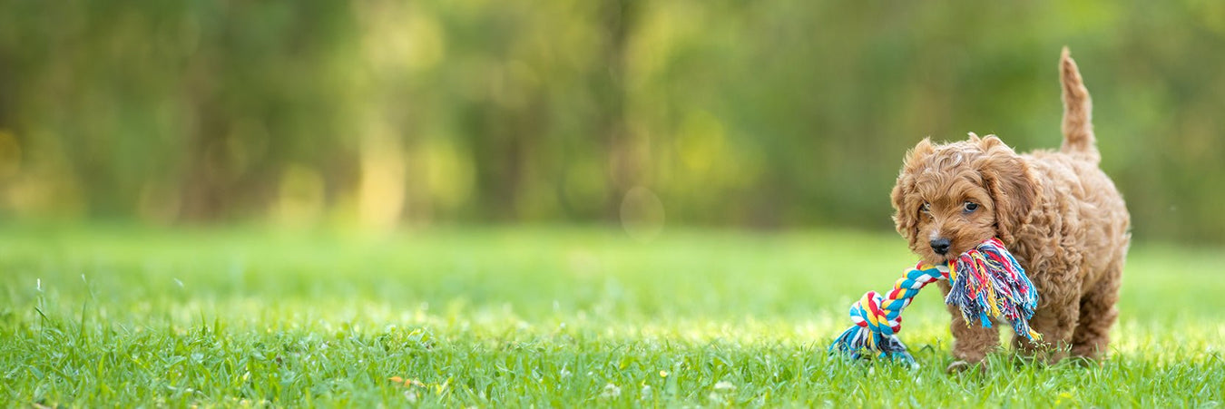 Dog Toys, Balls, Plushies & More - Jeffers