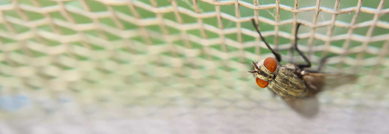 Fly, Insect, & Pest Control for Outdoors, Farms & Barns - Jeffers